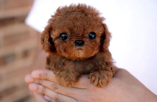Top 10 Cutest Dogs\' Ever
