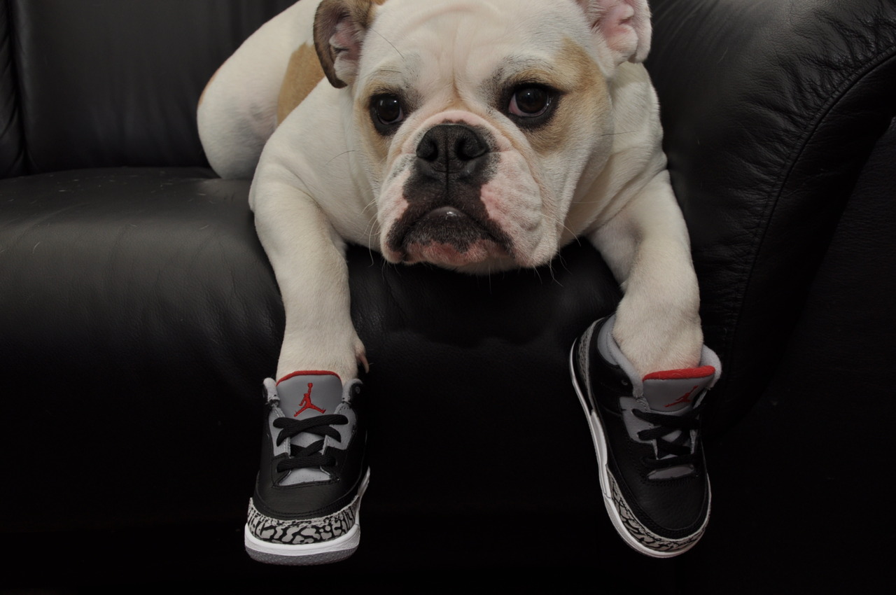 shoes for dogs nike
